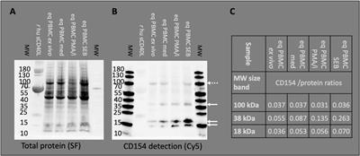 CD154 Expression Indicates T Cell Activation Following <mark class="highlighted">Tetanus Toxoid</mark> Vaccination of Horses